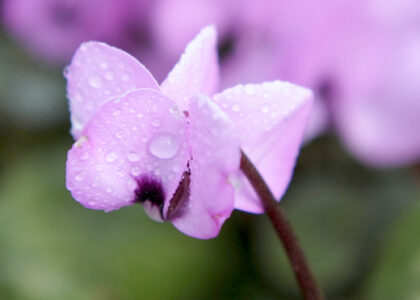 Undervalued holiday flower has upside-down blooms | News, Sports